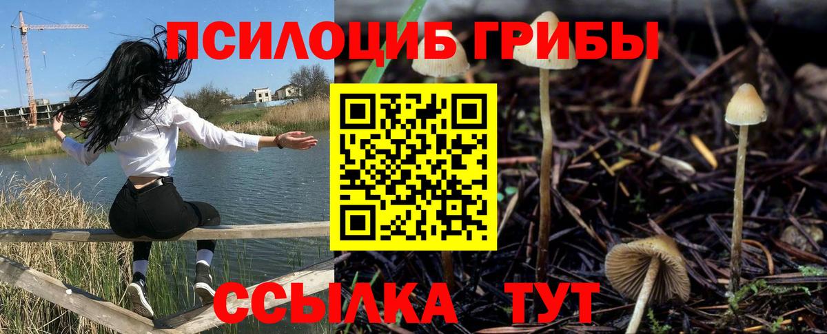 Касимов  Галлюциногенные грибы Psilocybine cubensis  Вход с VPN 